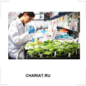 CHARIAT.RU CHARIAT.RU